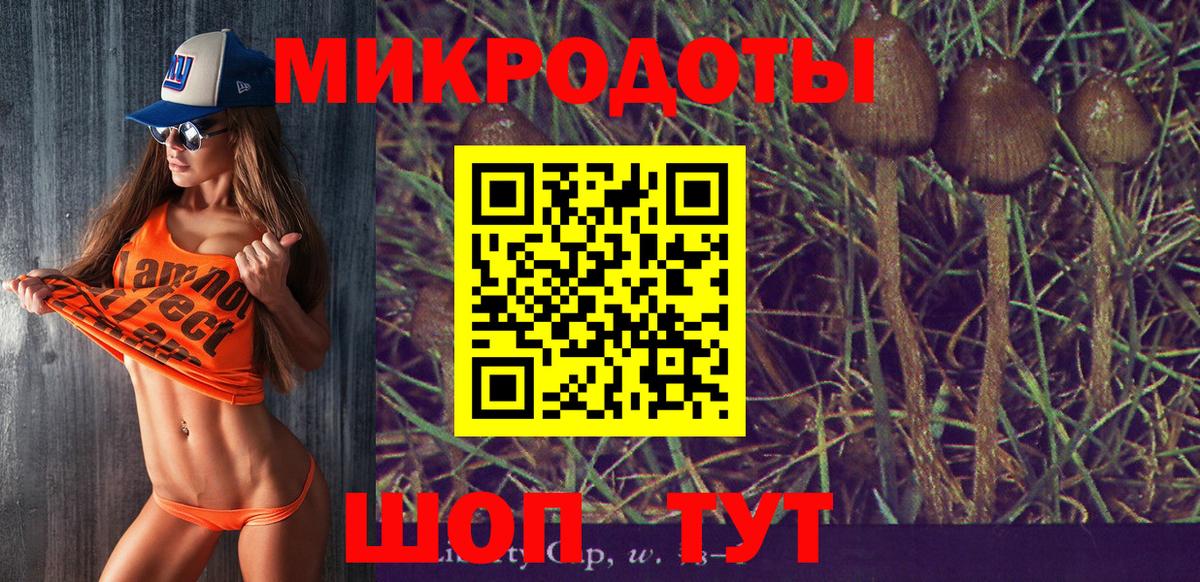 Галлюциногенные грибы Psilocybe Ачинск